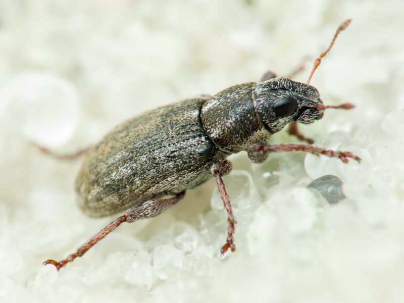 Sitona inops Gyllenhal, 1832